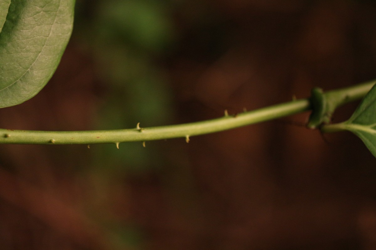 Smilax perfoliata Lour.